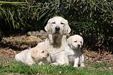 LABRADOR 1048